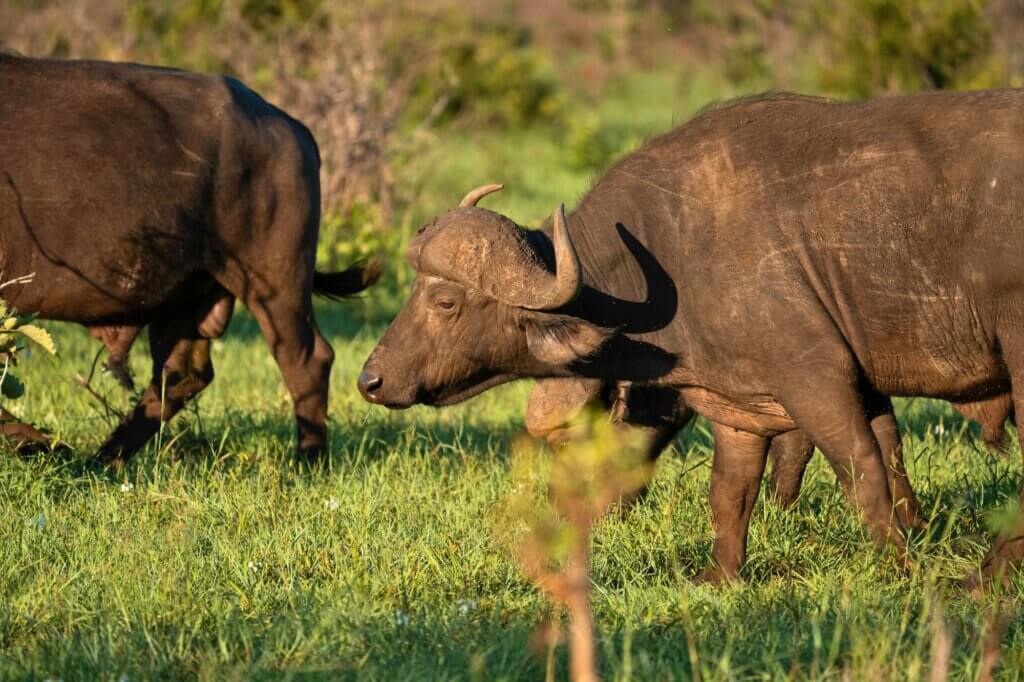 Suche nach Büffeln entlang eines attraktiven Flussufers