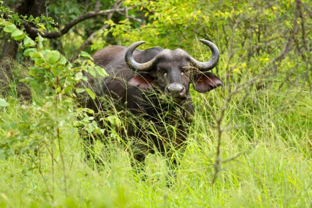 Suche nach Büffeln entlang eines attraktiven Flussufers