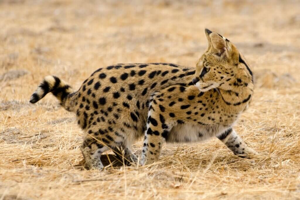 Erspähe mit Glück einen Serval in den flachen Marschflächen