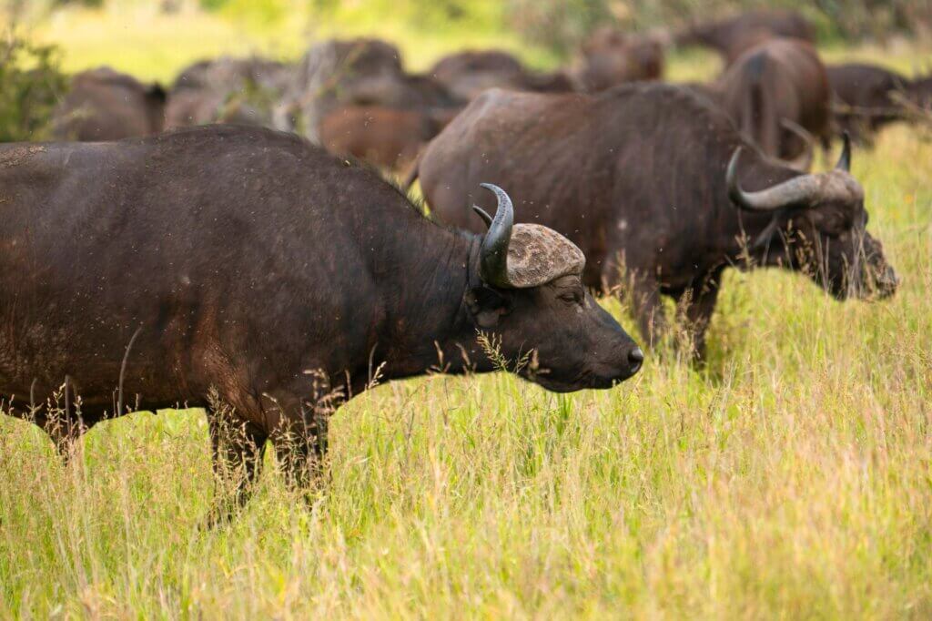 Beobachte große Elefanten- und Büffelherden entlang der Sumpflandschaft