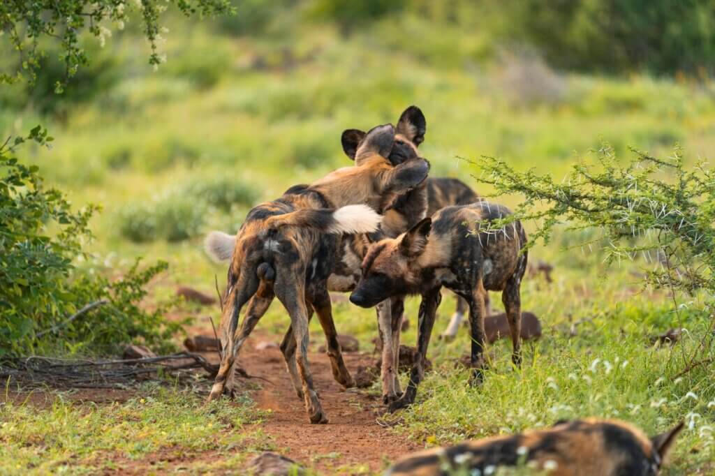 Halte Ausschau nach einem großen Rudel Wildhunde