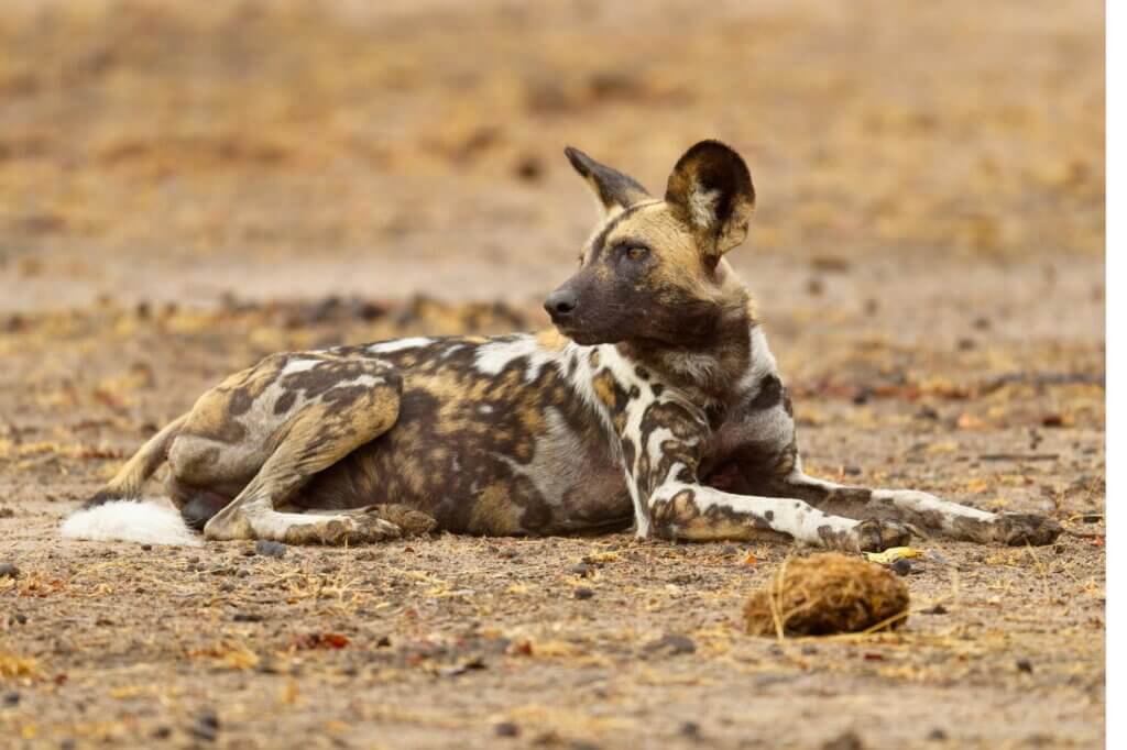 Halte Ausschau nach einem großen Rudel Wildhunde
