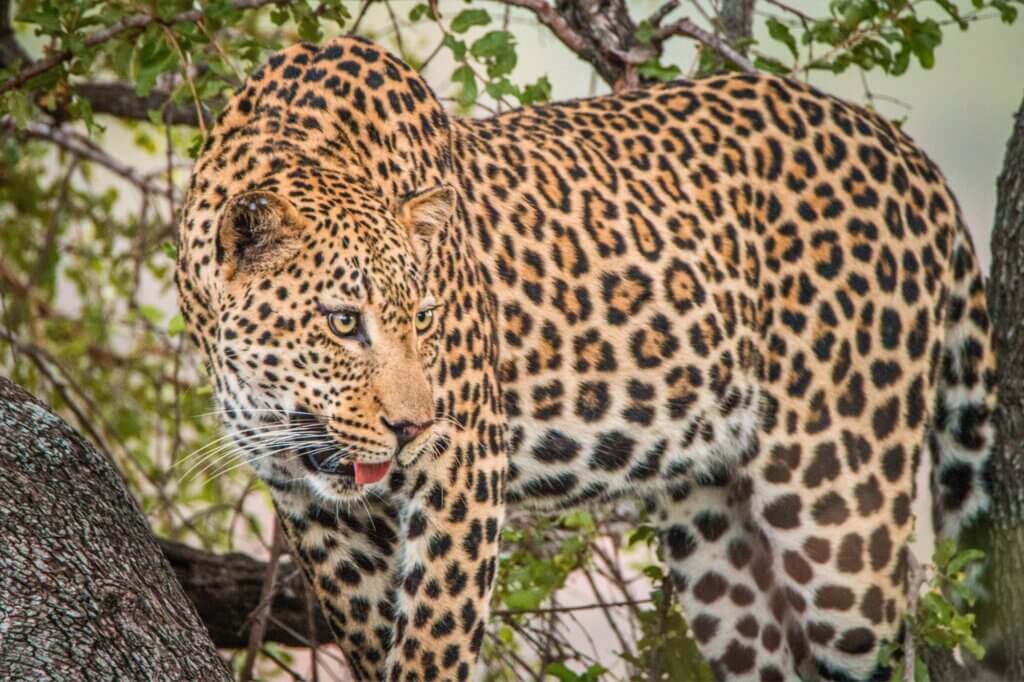 Halte die Augen offen und suche nach Leoparden am südlichen Ufer