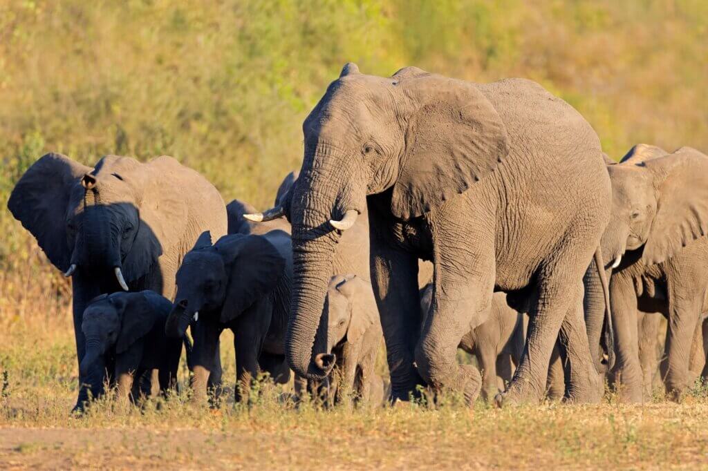 Beobachte riesige Elefantenherden im saisonalen Feuchtgebiet