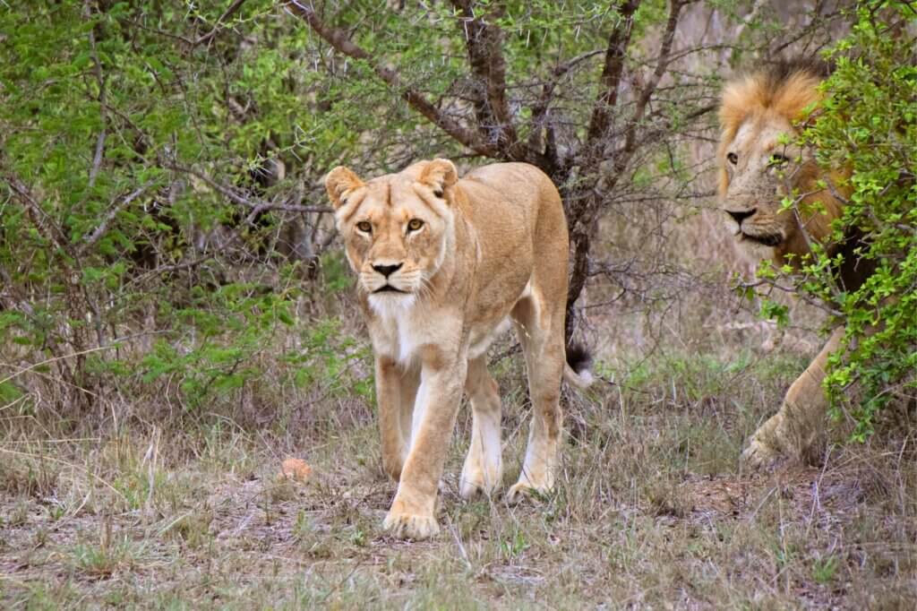 Suche nach Löwen auf der Jagd nach Büffeln entlang offener Flächen