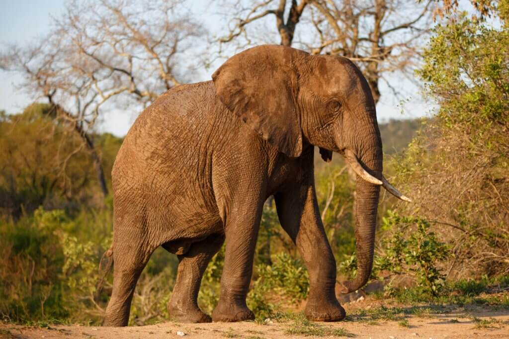 Beobachte Elefantenbullen beim spektakulären Überwinden einer Dammwand