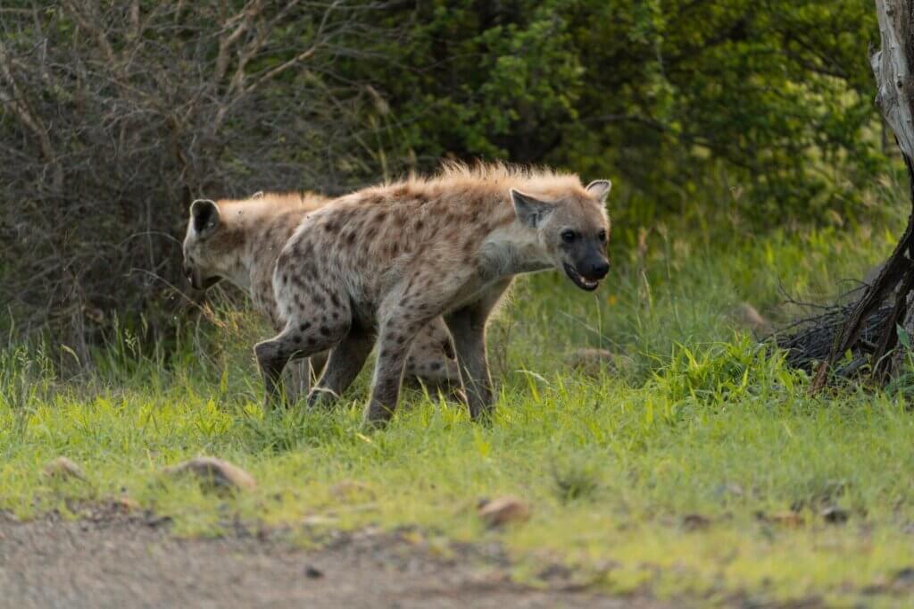 Beobachte Tüpfelhyänen bei ihrer Rückkehr zu den Höhlen am frühen Morgen