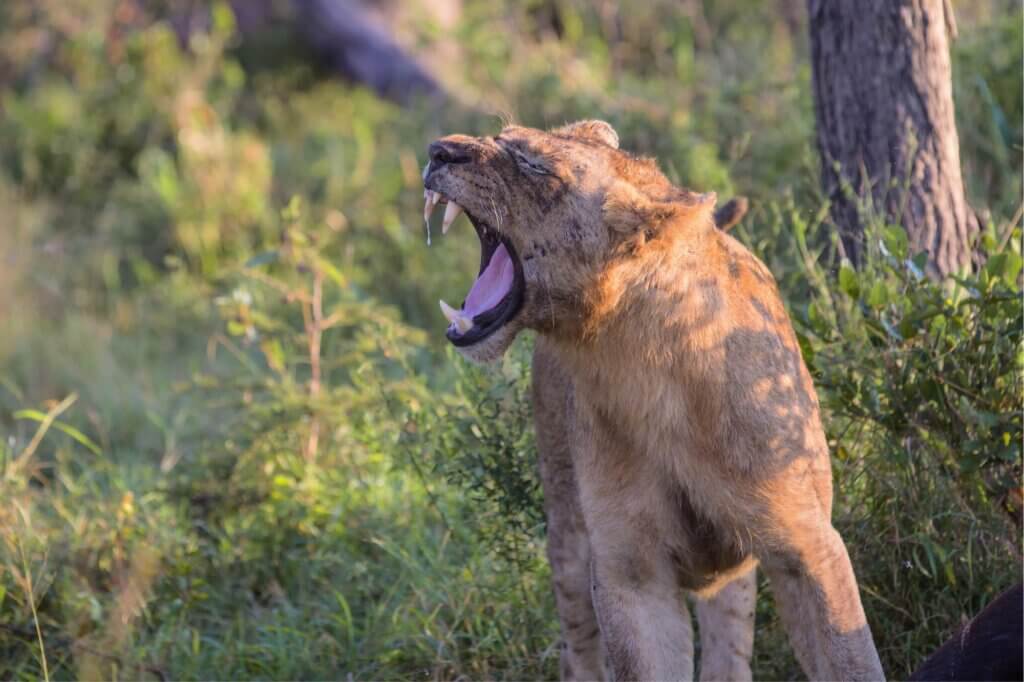 Suche die Sumpflandschaft rund um das Wasserloch nach Löwen ab