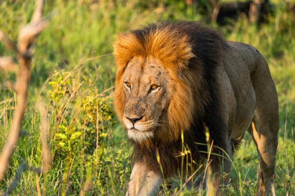 Suche die Sumpflandschaft rund um das Wasserloch nach Löwen ab