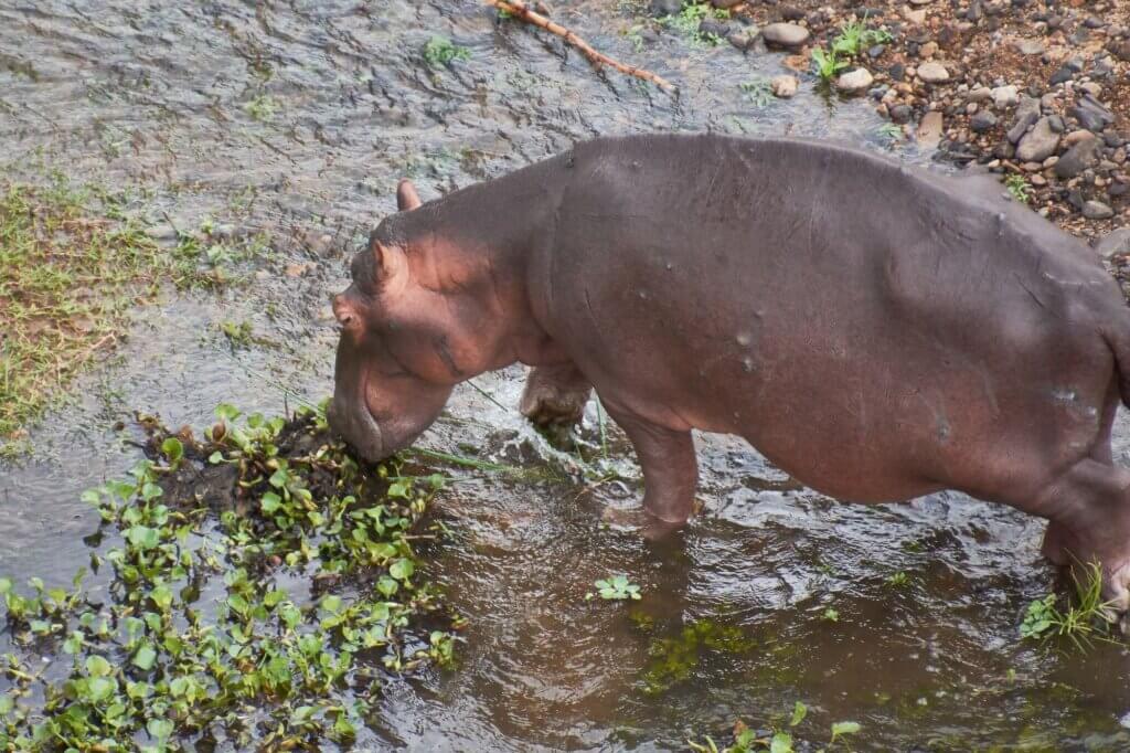 Beobachte die größte Flusspferd-Population im Kruger Nationalpark
