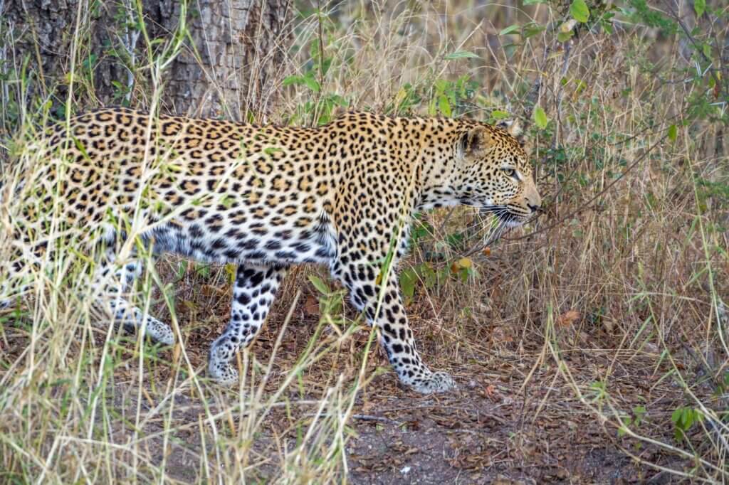 Halte Ausschau nach Leoparden in dichter Ufervegetation