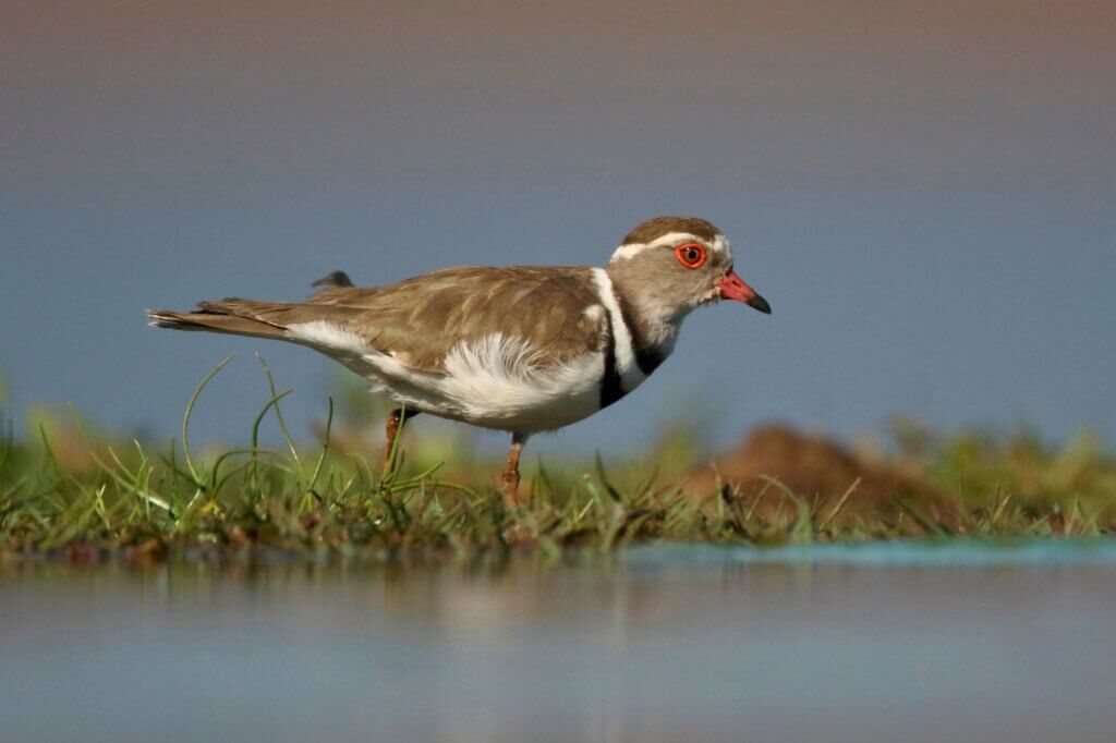 Dreibandregenpfeifer