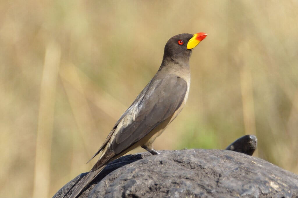 Gelbschnabel-Madenhacker