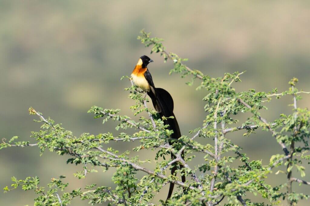 Schmalschwanz-Paradieswitwen