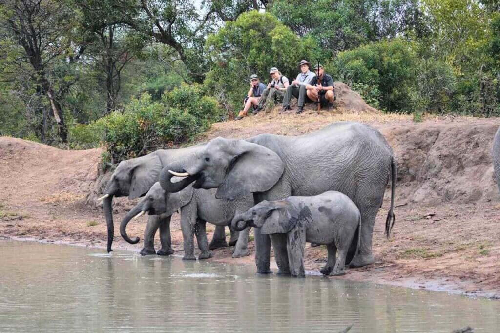 Lerne die Sprache der Wildnis auf einer Walking Safari