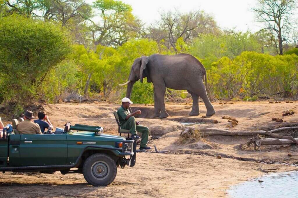 Erlebe Safari intensiv bei einem geführten Afternoon Game Drive