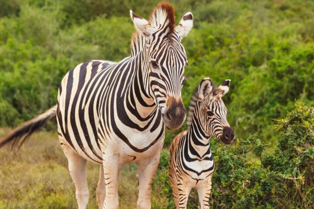Erlebe Addos vielseitigsten Game Drive zwischen Grasland und Dickicht