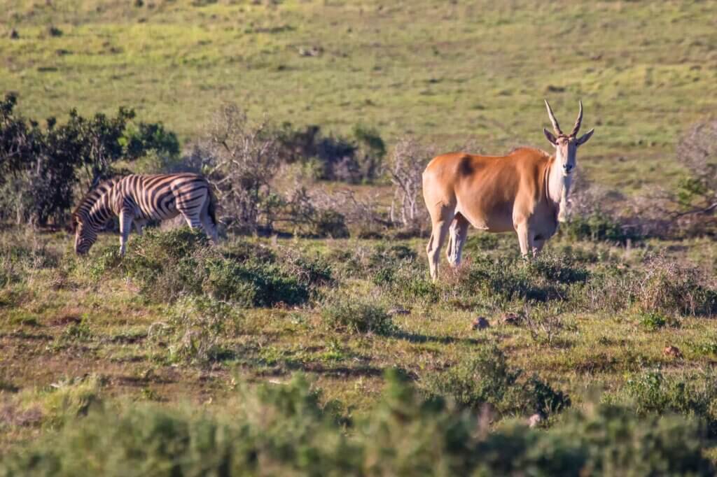 Beobachte scheue Tiere auf einer der besten Routen des Parks